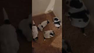 Blue Healer Puppies Videos