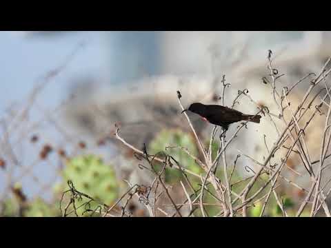 Nektárovka čiernobradá (Chalcomitra hunteri) — správanie, biotop a hlas