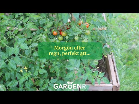 Detta är perfekt att göra efter regn - Trädgårdshacks med GardenR