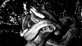 Wolvserpent - Serpent