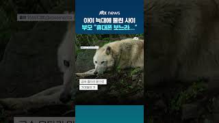 아이 늑대에 물렸는데 상황 몰랐던 부모...휴대전화 보느라 #JTBC #Shorts