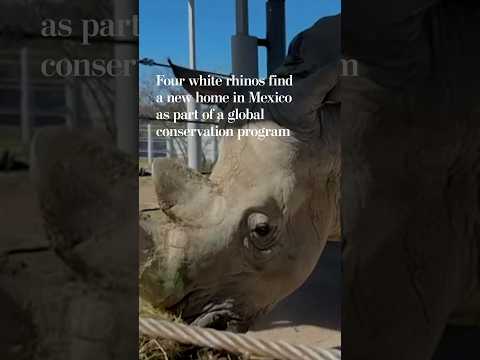 Four white rhinos find a new home in Mexico as part of a global conservation program