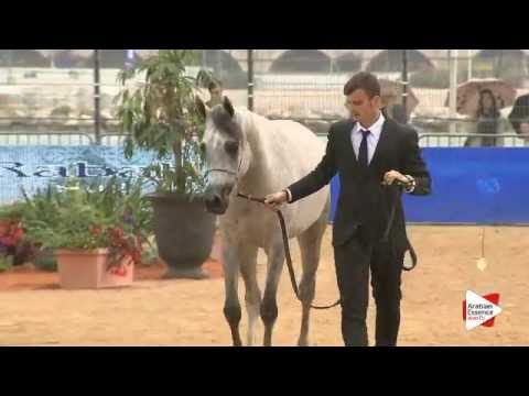 N.49 CYR GRACIOSA DE LA RUA - Menton 2016 - Fillies 3 years old (Class 3)