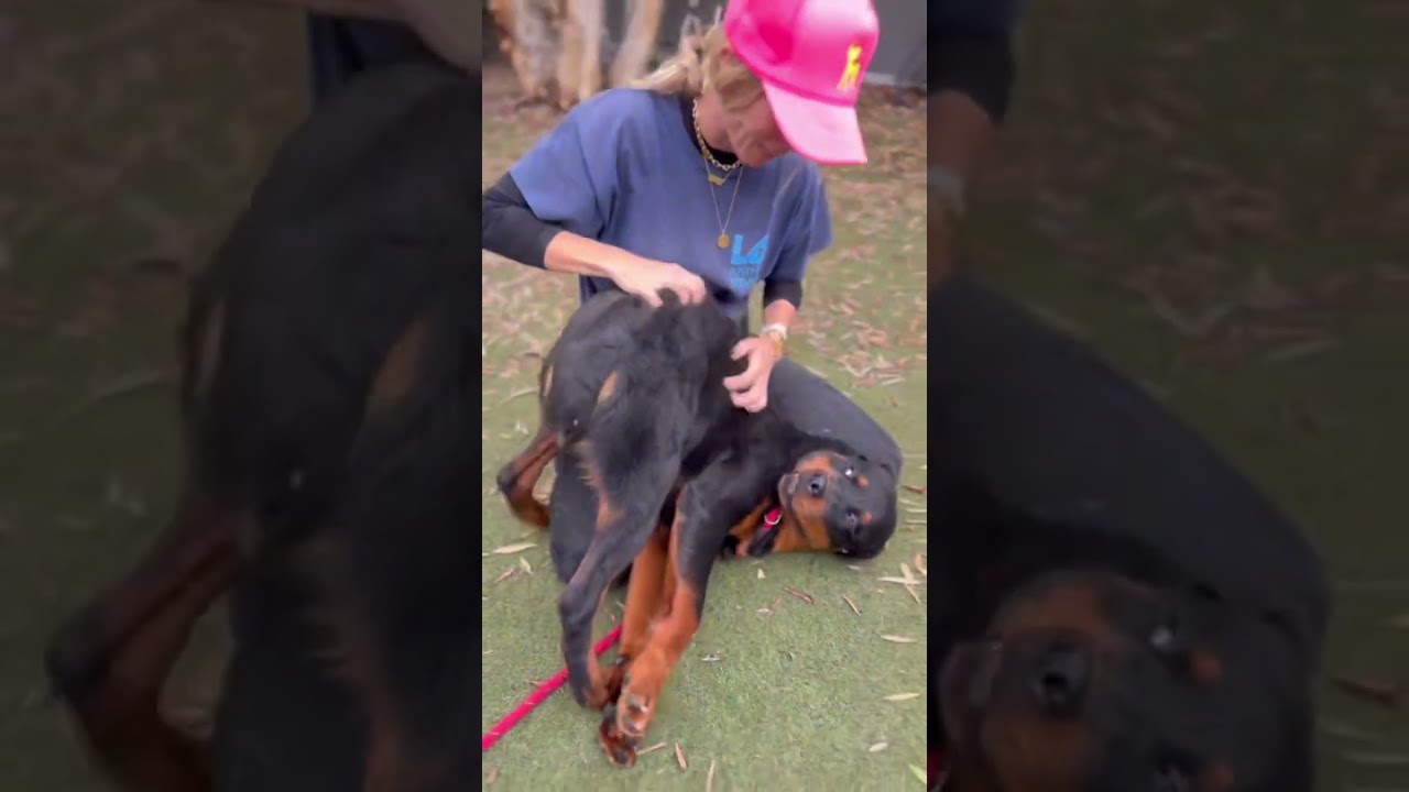 Enlarge Ducky, an adopted Rottweiler in Burbank, CA video 6/6