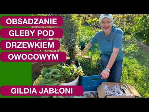 GILDIA JABŁONI - OBSADZANIE GLEBY POD KORONĄ