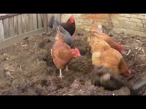 Permakultura z pomocą zwierząt - samowystarczalność