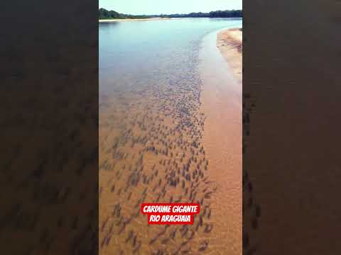 Coisa mais linda de ver. Cardume de Piau e Matrinchã #peixe #pescaria #turismo #Goiás