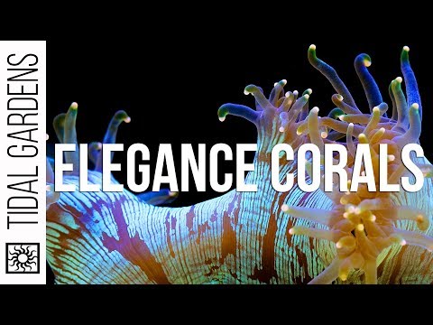Elegance Coral Care Tips