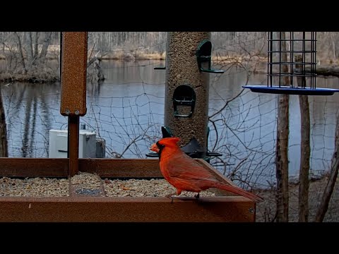 Colorful Feeder Birds Descend On Cornell Lab FeederWatch Cam – March 26, 2025