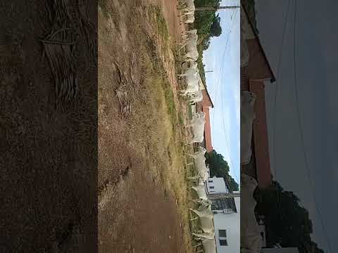 Fazenda Rodrigues povoado Tanque joselândia ma