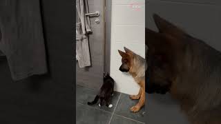 German Shepherd and cat team up to open bathroom door || PETASTIC 🐾