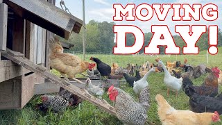 Busy Farm Day: Harvesting & Chicken Moves That Keep Us Going