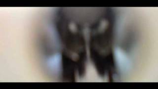 Bushwac Video by Heike Fiedler 2