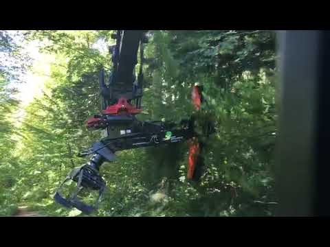 Mulchen undHeckenschneiden Forstdienste & Naturstrassen