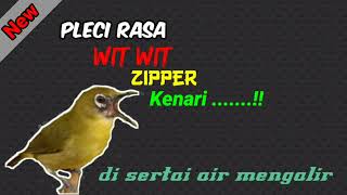 Download lagu Masteran Pleci Wit Wit Wit Zipper Nembak Kenari - Cocok Buat Pancingan Pleci Bahan mp3