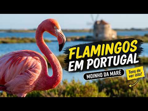 The Paradise of Flamingos in Portugal: Nature at the Tide Mill 🦩🇵🇹