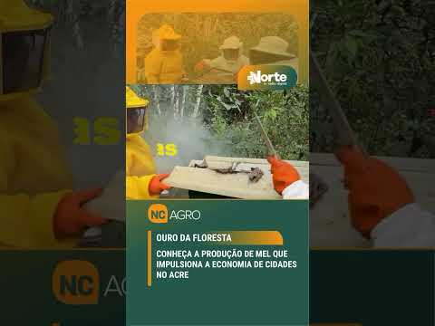 Renda sustentável! Conheça como a produção de mel está transformando a realidade do campo no Acre