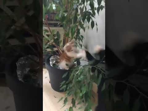 Al sinds dat ik klein ben stoei ik met mijn huisgenoot Jeannette