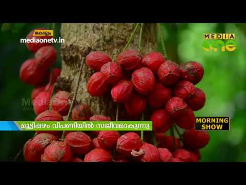 download lagu mp3 mp4 Mutti Pazham, download lagu Mutti Pazham gratis, unduh video klip Mutti Pazham