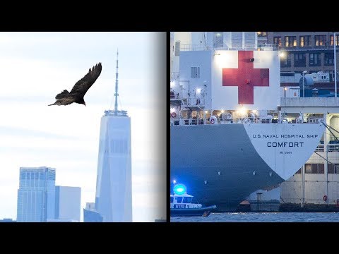 Vultures Are Circling Above USNS Comfort in New York