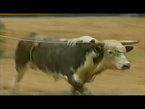 Norman Curry vs Davo II - 95 PBR Finals (83 pts)