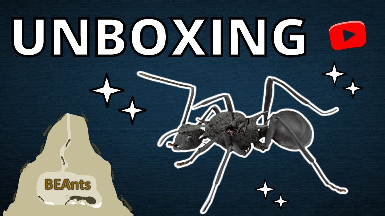 UNBOXING BeAnts -  Une superbe espèce de fourmis pour mon élevage  ! Polyrhachis armata