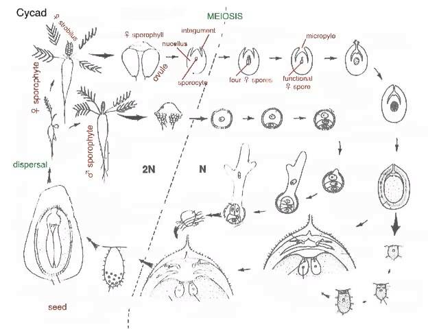 Video Pronunciation of cycads in English