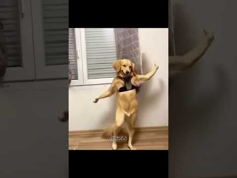 ආතල් එකෙ ඉන්න අපෙ අක්කා 🤣🤣 #funny #shorts #viral #dance #dog