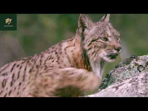 Blynx, Unordinary Lynx And Bobcat Hybrid