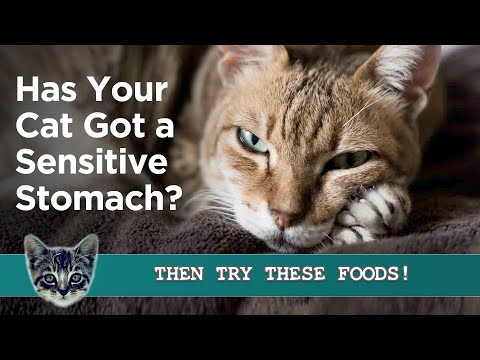 Kitty Suffering from a Sensitive Stomach? 12 Best Cat Foods for a Sensitive Stomach