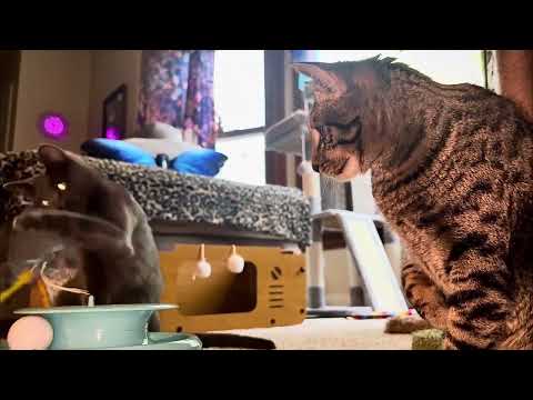 Cute kitties playing!