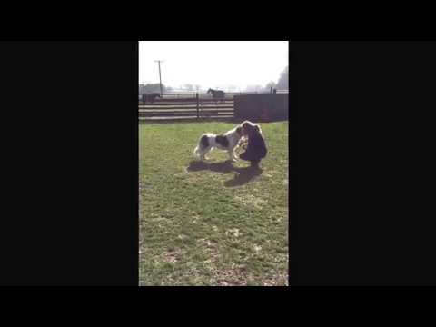 Madalina's first paddock experience! A very elegant dog who's a pleasure to spend time with.