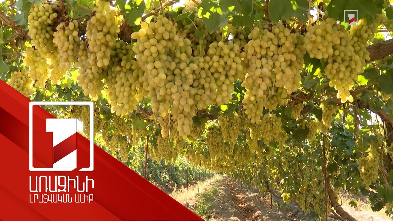 Խաղող աճեցնող փոքր տնտեսություններն ակնկալում են պետական միջամտություն