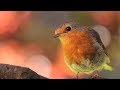 Peaceful Relaxing Instrumental music, Meditation Calm Music "Meadow Birds" by Tim Janis