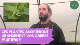 CES PLANTES assisteront GRANDEMENT vos ARBRES FRUI