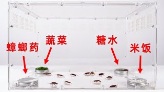 Re: [問卦] 有養寵物的都怎摸自慰？？？