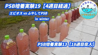 PSB培養実験13【18週目突入】とPSB培養実験19【4週目経過】