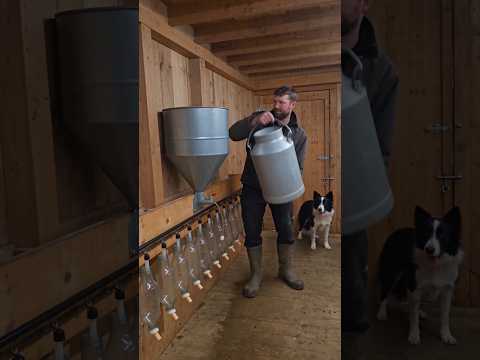 Rex Opens the Gate and Brings the Baby Goats for Milk 🐕🐐🥛