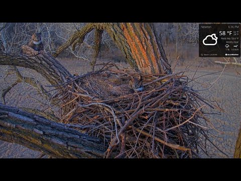 Kansas Bald Eagles 3-2/3-3-2021. Clyde in the nest tree 8X, delivers vole; Bonnie gets 7 breaks.