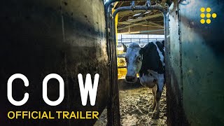 Cow (2022) Video