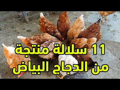 , title : '11 سلالة منتجة من الدجاج البياض مفيدة جدا في المشاريع لانتاج البيض وهواة تربية الدجاج وسلالاته'