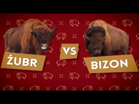 Żubry vs. bizony [Czym to się różni #6]