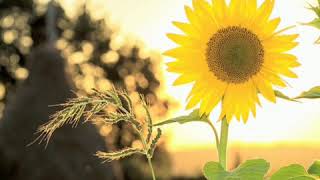 Download lagu SEPERTI YANG KAU MINTA (Mytha) mp3