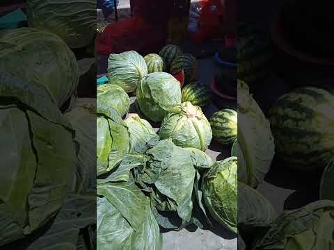 REPOLHO VERDE NA FEIRA LIVRE DA GRANJA PORTUGAL FORTALEZA CE. 23/01/26.