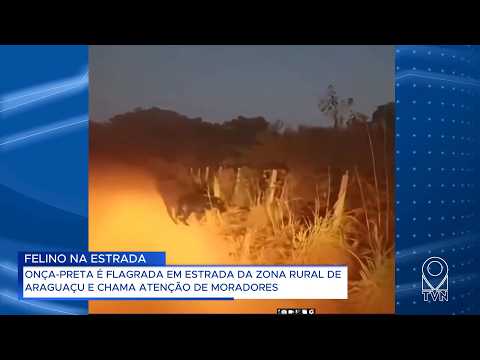 ONÇA PRETA É FLAGRADA EM ESTRADA DA ZONA RURAL DE ARAGUAÇU E CHAMA ATENÇÃO DE MORADORES