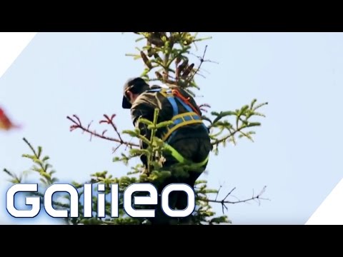 Zapfenpflücker | Galileo | ProSieben