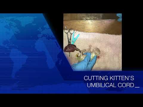 ‘Assisted Labor’ ;Cutting Kitten’ s Umbilical Cord