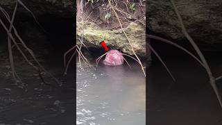 Download lagu cek pancing di dalam lubang‼️dapat ikan lele babon sudah lemas #shorts #fishing mp3 Download lagu cek pancing di dalam lubang‼️dapat ikan lele babon sudah lemas #shorts #fishing mp3