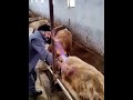 Amazing! Explosive Cow’s gas is lit on fire #satisfyingvideos #shorts #cows