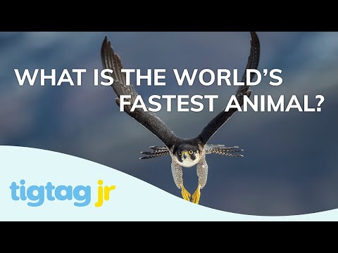 The Fastest Animal in the World